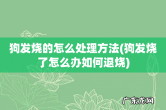 狗发烧了怎么办如何退烧 狗发烧的怎么处理方法