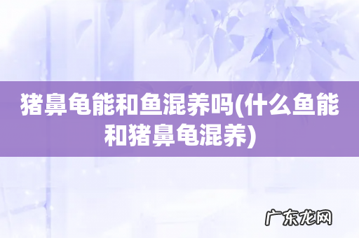 什么鱼能和猪鼻龟混养 猪鼻龟能和鱼混养吗