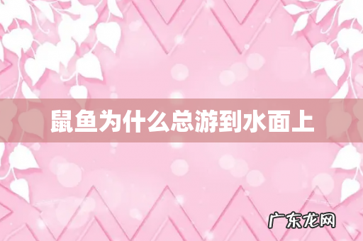 鼠鱼为什么总游到水面上