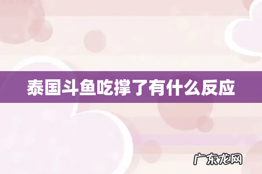 泰国斗鱼吃撑了有什么反应