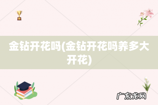 金钻开花吗养多大开花 金钻开花吗