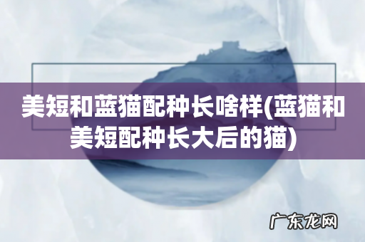 蓝猫和美短配种长大后的猫 美短和蓝猫配种长啥样