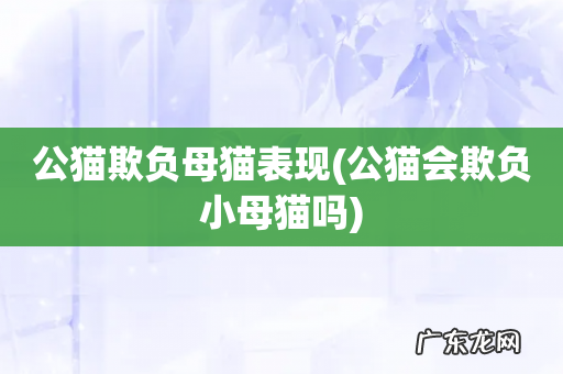 公猫会欺负小母猫吗 公猫欺负母猫表现