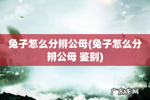兔子怎么分辨公母 鉴别 兔子怎么分辨公母