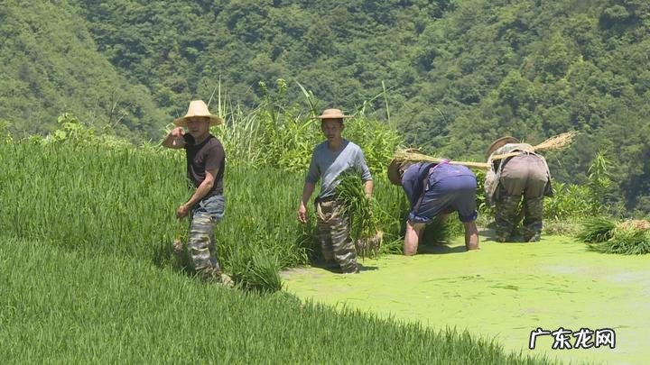 河南刘凤山 李凤风水大师