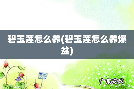 碧玉莲怎么养爆盆 碧玉莲怎么养