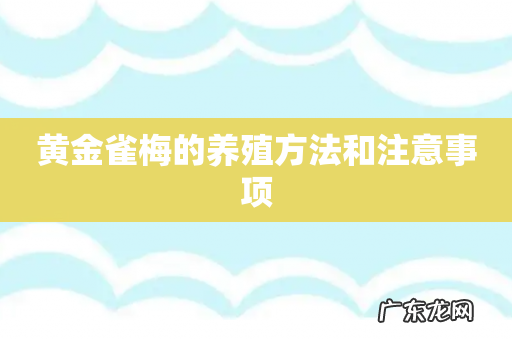 黄金雀梅的养殖方法和注意事项