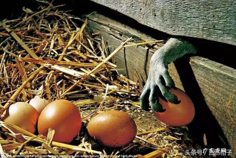 形容神出鬼没经典人物 神出鬼没的动物是什么?