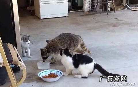 形容神出鬼没经典人物 神出鬼没的动物是什么?