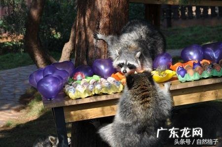 形容神出鬼没经典人物 神出鬼没的动物是什么?