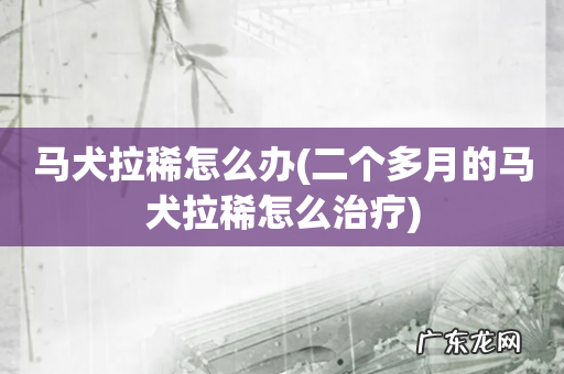 二个多月的马犬拉稀怎么治疗 马犬拉稀怎么办