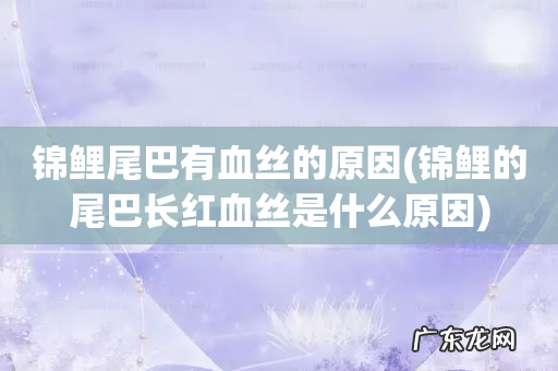 锦鲤的尾巴长红血丝是什么原因 锦鲤尾巴有血丝的原因