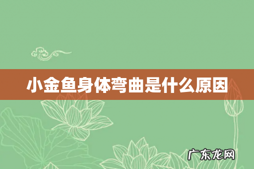 小金鱼身体弯曲是什么原因