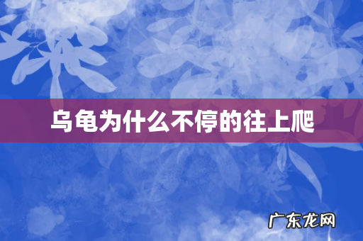 乌龟为什么不停的往上爬