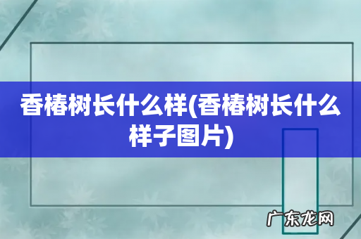 香椿树长什么样子图片 香椿树长什么样