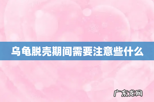 乌龟脱壳期间需要注意些什么