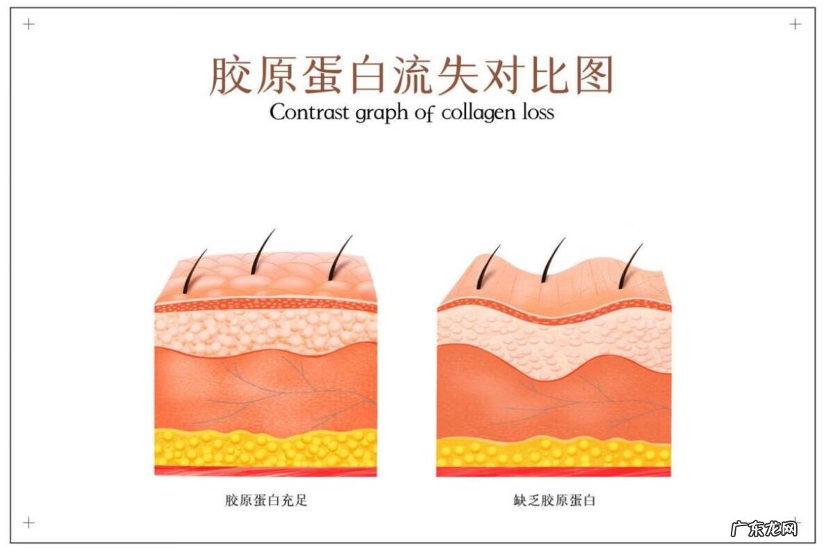 胶原蛋白能长期服用吗 胶原蛋白粉的作用与功效