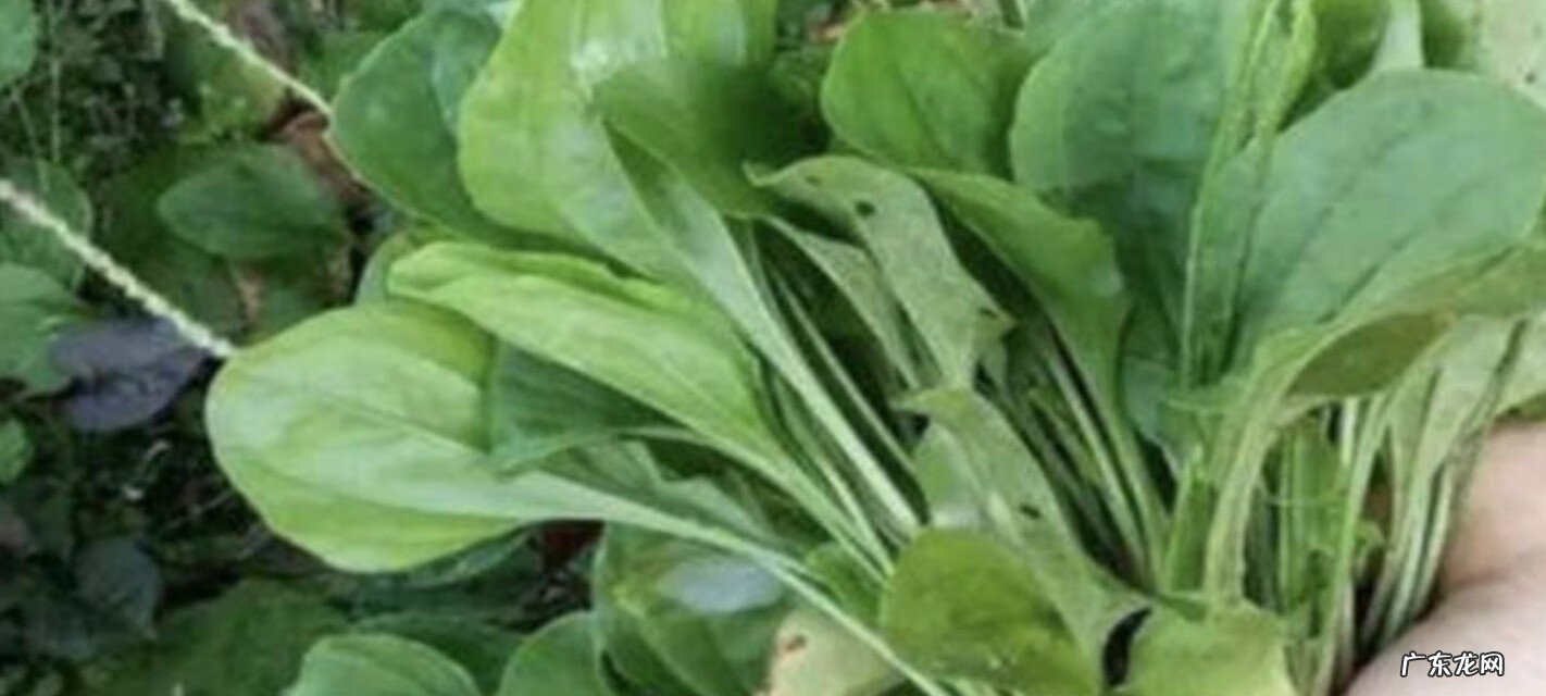 车前草能食用炒菜吃吗 车前草的食用方法?