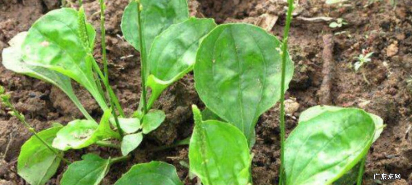 车前草能食用炒菜吃吗 车前草的食用方法?