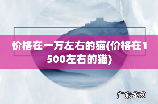 价格在1500左右的猫 价格在一万左右的猫