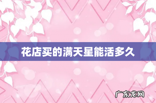 花店买的满天星能活多久