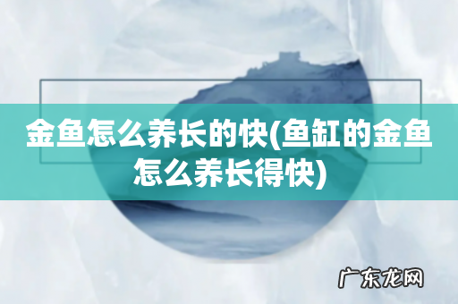 鱼缸的金鱼怎么养长得快 金鱼怎么养长的快