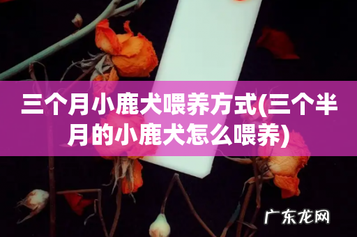 三个半月的小鹿犬怎么喂养 三个月小鹿犬喂养方式