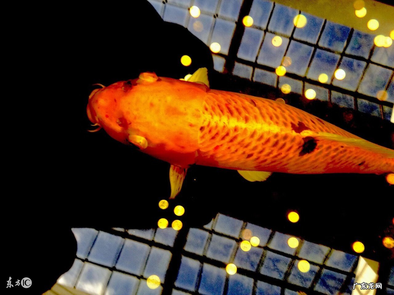 风水鱼怎么养 如何养风水鱼