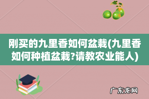 九里香如何种植盆栽?请教农业能人 刚买的九里香如何盆栽