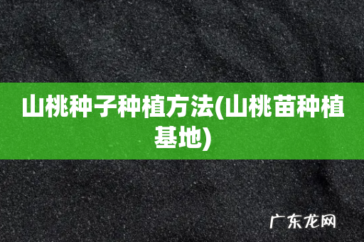 山桃苗种植基地 山桃种子种植方法