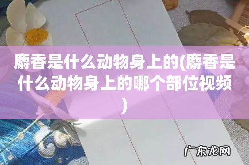麝香是什么动物身上的哪个部位视频 麝香是什么动物身上的