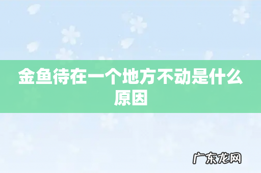 金鱼待在一个地方不动是什么原因