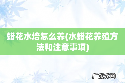 水蜡花养殖方法和注意事项 蜡花水培怎么养
