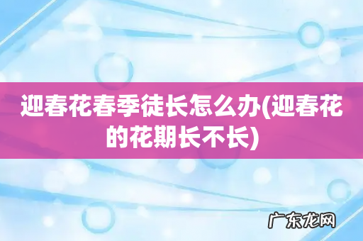 迎春花的花期长不长 迎春花春季徒长怎么办