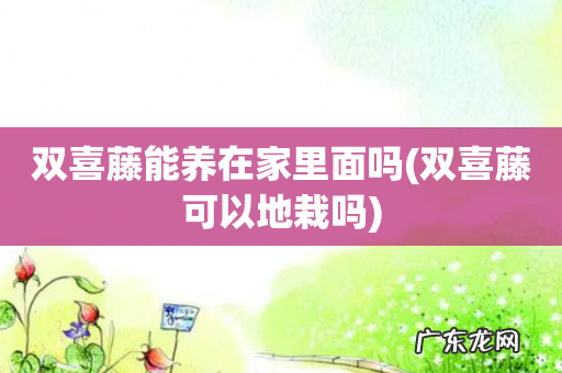 双喜藤可以地栽吗 双喜藤能养在家里面吗