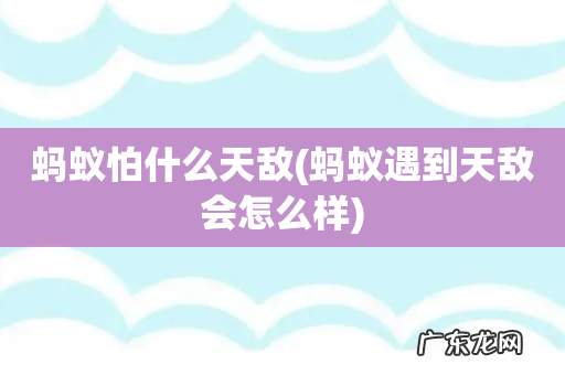 蚂蚁遇到天敌会怎么样 蚂蚁怕什么天敌