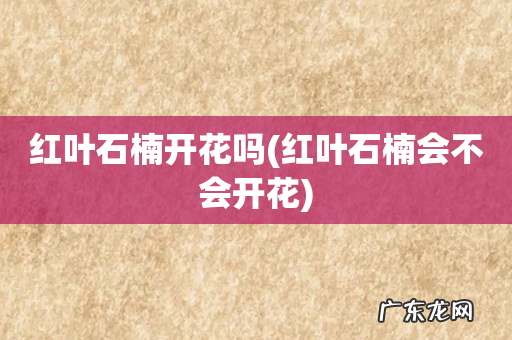 红叶石楠会不会开花 红叶石楠开花吗