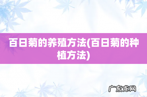 百日菊的种植方法 百日菊的养殖方法