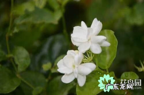 茉莉花的功效与作用