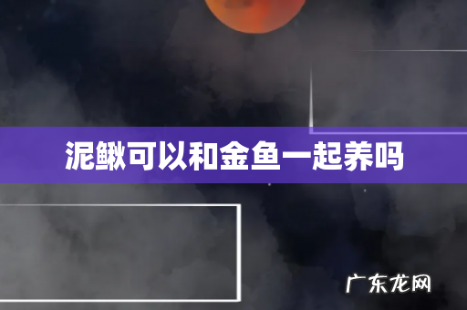 泥鳅可以和金鱼一起养吗