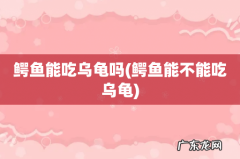 鳄鱼能不能吃乌龟 鳄鱼能吃乌龟吗