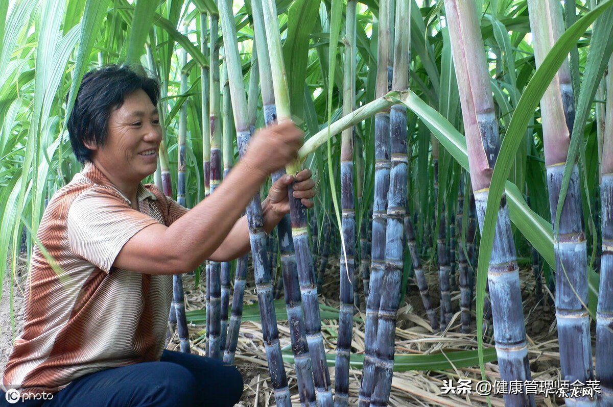 甘蔗有什么营养元素 甘蔗的营养价值?