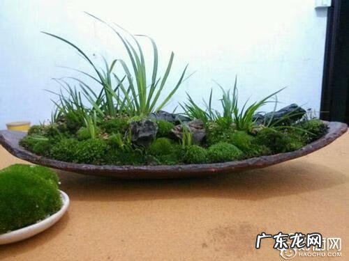 石菖蒲的作用和功效 石菖蒲的功效及用途