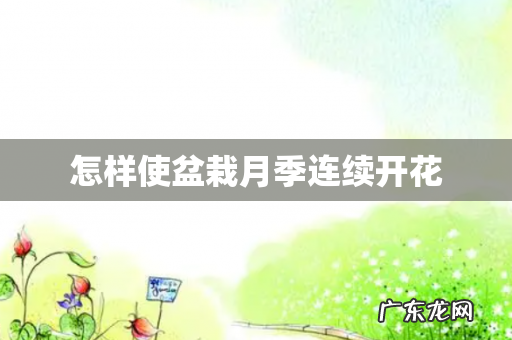 怎样使盆栽月季连续开花