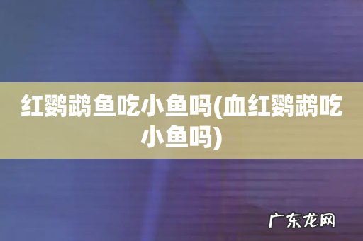 血红鹦鹉吃小鱼吗 红鹦鹉鱼吃小鱼吗