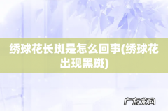 绣球花出现黑斑 绣球花长斑是怎么回事