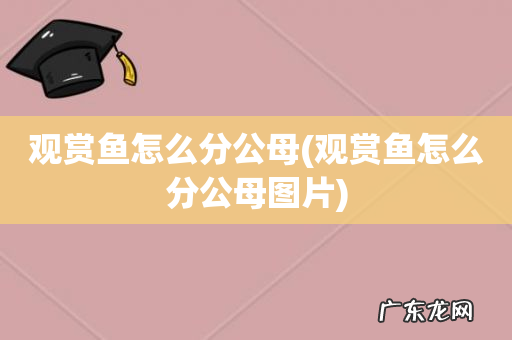 观赏鱼怎么分公母图片 观赏鱼怎么分公母