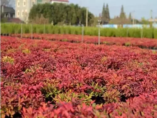 园林绿化工程苗木报价 园林绿化苗木图片介绍