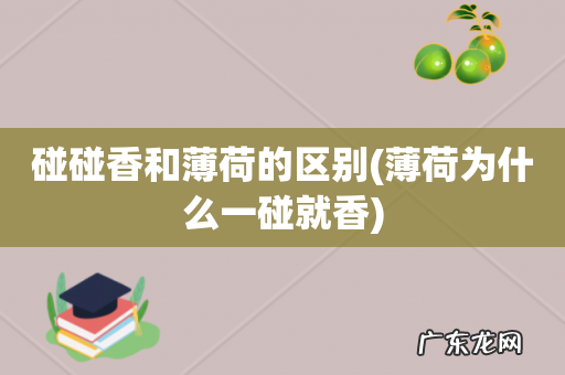 薄荷为什么一碰就香 碰碰香和薄荷的区别