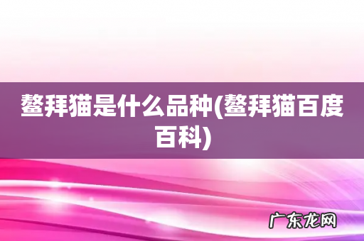 鳌拜猫百度百科 鳌拜猫是什么品种